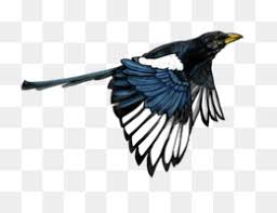 Cara menggambar burung murai batu gacor youtube sketsa gambar burung hantumerakgarudaelang gambar mewarnai corak burung cinta gambar unduh gratisimej 400331217format pngmy bird line drawing png download 16001168 free. Watercolor Background