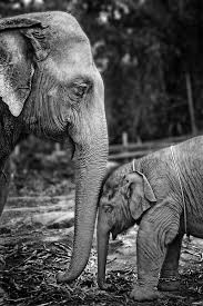 Baby Black And White Elephant Pictures Awww Mom By Werachai Sookruay Elephants Are Special Baby Animals Pictures Animals Beautiful Elephant