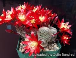 Image result for Clutia robusta