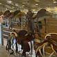 Lumberton Horse and Tack Auction event image