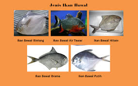 Di mana ikan paus yang satu ini sendiri mempunyai keunikan pada jantannya yang memiliki gading panjang dan lurus disekitar rahangnya yang memang mempunyai fungsi untuk menarik perhatian ikan paus narwhal betina. 5 Jenis Ikan Bawal Ciri Fisik Karakteristik Harga Dan Gambar Hewan Id