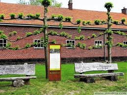 De ommerschans ken ik van binnen en buiten, de andere nederlandse koloniën heb ik vaak bezocht op wandelingen en excursies. Wortel Kolonie Belgium Best Photos And Videos Of This Colony