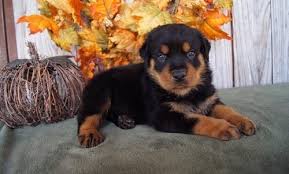 $1,500 (lewisville, tx.) hide this posting restore restore this posting. Giant Rottweiler Puppies For Sale Craigslist
