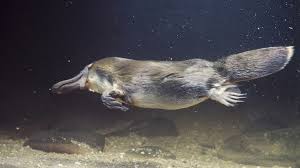 Image result for Platterpus