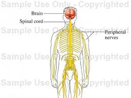 The Nervous System Medical Illustration Human Anatomy Drawing Anatomy Illustration The basic functional unit of the nervous system is the neuron. the nervous system medical