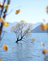 Nya zeeland har ett maritimt klimat, det betyder att landet har ett kustklimat. Als Ich In Wanaka Ankam Ist Mir Der Baum Erstmal Nur Dank Der Menschenmasse Am Ufer Aufgefallen Gerade Einmal 70 Jahre Ist Er Jung Und