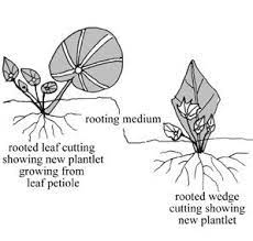 Pin On Growing Things