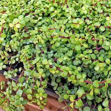 Portulacaria Afra Decumbent Succulents Jade Plants Plants