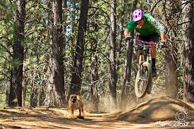 Not only is this important for getting sticking solely to what we suggested in this guide will get you a good island rating and will make your island beautiful, but with some imagination, you can. Pinkbike Poll Dogs On The Trail Pinkbike