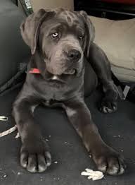 Cachorros Cane Corso Casi 3 Meses 2020 Cane Corso Hayvanlar