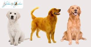 Image result for golden retriever