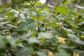 Image result for Calyptocarpus vialis