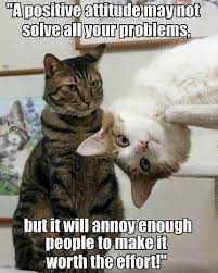 Thankful Thursday Funny Cats Funny Animal Memes Cute Animal Memes