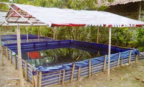 Saluran Satu Indonesia Usaha Budidaya Lele Menggunakan Terpal