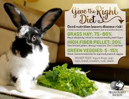 We did not find results for: Feeding The Proper Diet House Rabbit Society