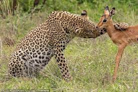 A Leopard Tenderly Nuzzles Baby Impala Before Giving In To Temptation And Fatally Pouncing On It Daily Mail Online
