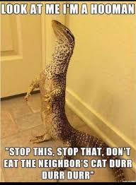 Look At Me I M Human Lizard Funny Lizards Funny Animals Funny Animal Pictures