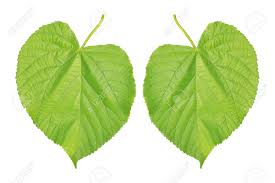 15 créations en forme de coeur aussi faciles que jolies. Deux Tilleul En Forme De Coeur Des Feuilles Isolees Sur Fond Blanc Banque D Images Et Photos Libres De Droits Image 25034667