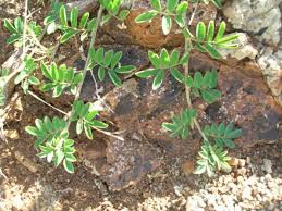 Image result for Indigofera spicata