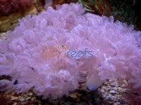 Xenia Pompom Pulse Comprar Em Zecareefs Aquarium