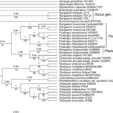 Image result for Kylicanthe rohrii