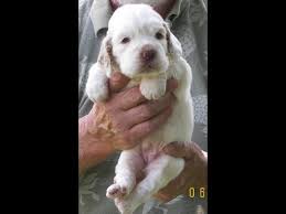 Clover our clumber x springer spaniel has had a wonderful litter of pups. Clumber Spaniel Puppies Youtube