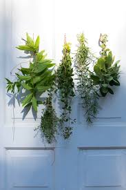 Maybe you would like to learn more about one of these? How To Dry Your Garden Herbs Kitchen Table Food