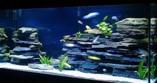 Amazon Com 100 Natural Organic Aquarium Cave Rock Wall Decoration Aquascape Kit Cichlid Cave Iwagumi Cichlid Aquarium Amazing Aquariums Aquarium Fish Tank