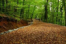 Belgrad ormanını sizinle soru cevap. Belgrad Ormani Gezimanya