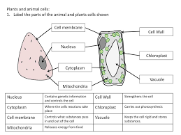 Animal cells and plant cells share the common components of a nucleus, cytoplasm, mitochondria and a cell membrane. Plants And Animal Cells Ppt Download
