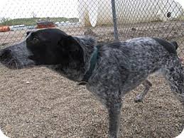 We did not find results for: Craig Co German Wirehaired Pointer Meet Lucy A Pet For Adoption