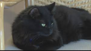 Very few fall in this category; One Of A Kind No Kill Animal Shelter To Be Built In St Johns County Firstcoastnews Com