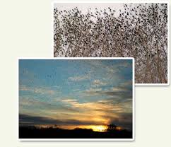 For cardinals, chickadees and nuthatches, provide safflower seed in hopper or tray feeders. Grackle Control How To Get Rid Of Grackles Starling Control Dove Control