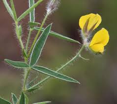 Image result for Argyrolobium rupestre