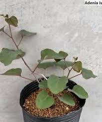 Image result for Adenia goetzei