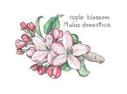 Download this premium vector about apple blossom flower drawings, and discover more than 14 million professional graphic resources on freepik. Apple Blossom Malus Domestica Botanical Drawing In Colored Pen Vector Images