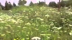 Born free, as free as the wind blows. Born Free Andy Williams Youtube
