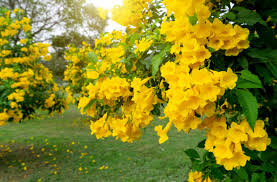 Image result for Thomandersiaceae