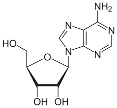 امبولات ادينوسين فورت لعلاج التهاب الاعصاب adenosine fort , يستخدم ادينوسين فورت في علاج التهاب الأعصاب وذلك لاحتوائه على مادة فوسفات الادينوسين فعالة التى تعمل على. Adenosine Wikipedia