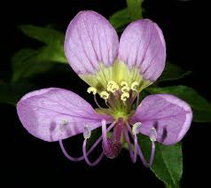 Image result for Cleome oxyphylla