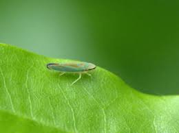 Résultat de recherche d'images pour "leaf hoppers"