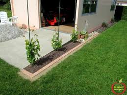 La vigne vierge est la plante grimpante idéale pour habiller rapidement un mur, une pergola, une façade ou un arbre. Comment Planter Une Vigne Pour Treille Jardins Vigne Planter Une Vigne