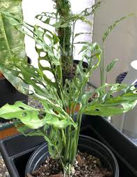 Pin Di Monstera Raphidora Y Syngonium