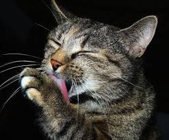 Kediler Neden Kendilerini Yalar Kediler Ile Ilgili Bilgiler Petpatiler Com Kedi Yaya Davranis
