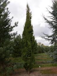 Image result for Cupressus