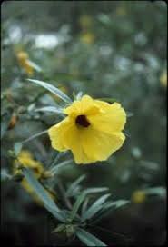 Image result for Hibiscus panduriformis