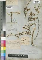Image result for Eriocephalus microphyllus
