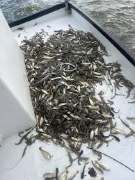 Profile for Peter Lecompte