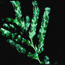 Image result for Polyphlebium