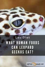 Check spelling or type a new query. What Human Foods Can Leopard Geckos Eat Reptile Craze